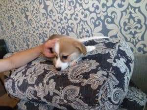 CLAN IRONHORN ARMSTRONG JAZZ, рыже-белый кобель вельш корги пемброк, живёт во Владивостоке, щенку 2 месяца