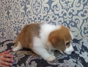 CLAN IRONHORN ARMSTRONG JAZZ отдыхает, рыже-белый кобель вельш корги пемброк из Владивостока, щенку 2 месяца