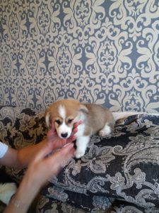 CLAN IRONHORN ARMSTRONG JAZZ играет, рыже-белый кобель вельш корги пемброк из Владивостока, щенку 2 месяца