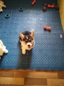 CLAN IRONHORN ANSAREM RUNOPLET (Купер), щенку 2 месяца, на фотосессии