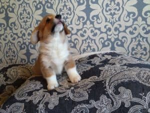 CLAN IRONHORN ALEKSANDR MAKKUIN (Шнапс): двухмесячный щенок на диване