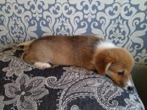 CLAN IRONHORN ALEKSANDR MAKKUIN (Шнапс) на диване