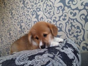 CLAN IRONHORN ALEKSANDR MAKKUIN (Шнапс) играет на диване