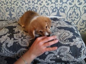 CLAN IRONHORN ALEKSANDR MAKKUIN (Шнапс) отдыхает на диване