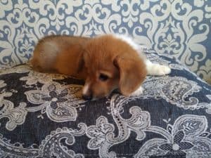 CLAN IRONHORN ALEKSANDR MAKKUIN (Шнапс) позирует на диване