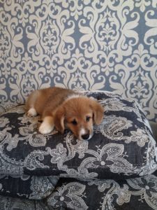 CLAN IRONHORN ALEKSANDR MAKKUIN (Шнапс) исследует диван