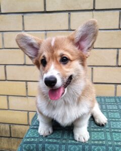 CLAN IRONHORN ALLA-VIKTORIYA (Аля) позирует в окружении листьев, рыже-белая сука вельш корги пемброк