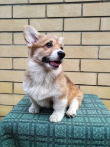 CLAN IRONHORN ALLA-VIKTORIYA (Аля) позирует на пеньке, рыже-белая сука вельш корги пемброк