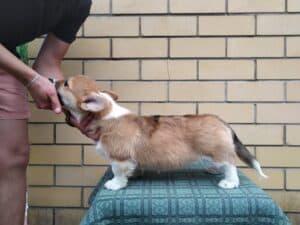 CLAN IRONHORN ALLA-VIKTORIYA (Аля) позирует на фоне цветов, рыже-белая сука вельш корги пемброк