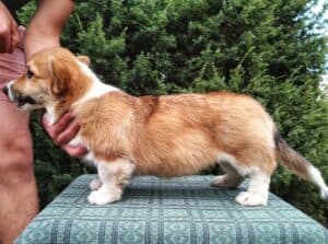 CLAN IRONHORN ALLA-VIKTORIYA (Аля) лежит на траве и отдыхает, рыже-белая сука вельш корги пемброк
