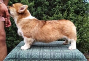 CLAN IRONHORN ALLA-VIKTORIYA (Аля) позирует на поляне, рыже-белая сука вельш корги пемброк