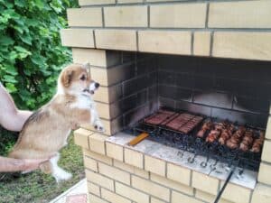 CLAN IRONHORN ALLA-VIKTORIYA (Аля) позирует с веточкой в зубах, рыже-белая сука вельш корги пемброк