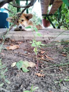 CLAN IRONHORN ALLA-VIKTORIYA (Аля) идёт по лесной тропинке, рыже-белая сука вельш корги пемброк