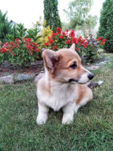 CLAN IRONHORN ALLA-VIKTORIYA (Аля) позирует у ручья, рыже-белая сука вельш корги пемброк