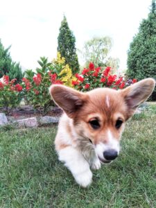 CLAN IRONHORN ALLA-VIKTORIYA (Аля) исследует кусты на природе, рыже-белая сука вельш корги пемброк