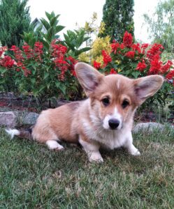 CLAN IRONHORN ALLA-VIKTORIYA (Аля) отдыхает в тени дерева, рыже-белая сука вельш корги пемброк