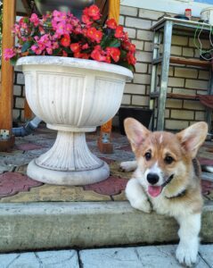 CLAN IRONHORN ALLA-VIKTORIYA (Аля) играет на траве, рыже-белая сука вельш корги пемброк