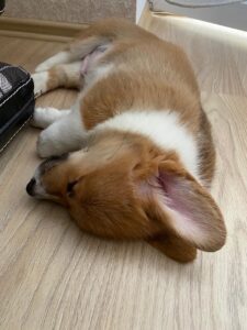 CLAN IRONHORN ALEKSANDR MAKKUIN (Шнапс) отдыхает после активных игр в Курске