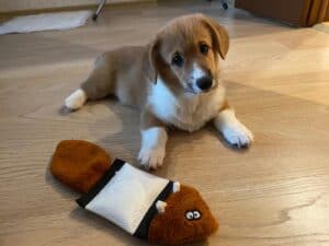 CLAN IRONHORN ALEKSANDR MAKKUIN (Шнапс) осваивается в новом доме в Курске