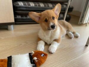 CLAN IRONHORN ALEKSANDR MAKKUIN (Шнапс) исследует новые игрушки в Курске