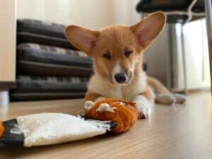 CLAN IRONHORN ALEKSANDR MAKKUIN (Шнапс) играет с новыми игрушками в Курске