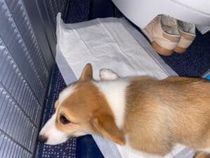 CLAN IRONHORN ARMSTRONG JAZZ, рыже-белый кобель, живёт во Владивостоке, щенку 3 месяца, путешествие в новый дом