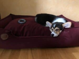 CLAN IRONHORN ANSAREM RUNOPLET (Купер), щенку 2,5 месяца, в новом доме