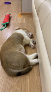 CLAN IRONHORN ARMSTRONG JAZZ, рыже-белый кобель, живёт во Владивостоке, щенку 3 месяца, приехал в новый дом