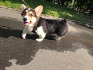 CLAN IRONHORN ANSAREM RUNOPLET (Купер) играет на прогулке, щенку 3,5 месяца