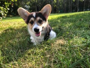 CLAN IRONHORN ANSAREM RUNOPLET (Купер) исследует мир, щенку 3,5 месяца