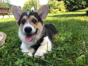 CLAN IRONHORN ANSAREM RUNOPLET (Купер) отдыхает после прогулки, щенку 3,5 месяца