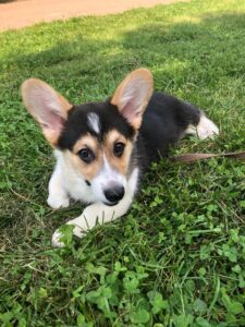 CLAN IRONHORN ANSAREM RUNOPLET (Купер) на прогулке в парке, щенку 3,5 месяца