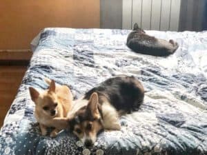 CLAN IRONHORN ANSAREM RUNOPLET (Купер), щенку 3,5 месяца, растёт и гуляет