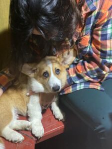 CLAN IRONHORN ARMSTRONG JAZZ, рыже-белый кобель, живёт во Владивостоке, щенку 4 месяца