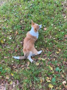 CLAN IRONHORN ARMSTRONG JAZZ играет, рыже-белый кобель из Владивостока, щенку 4 месяца