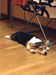 CLAN IRONHORN ANSAREM RUNOPLET (Купер) отдыхает, щенку 4 месяца