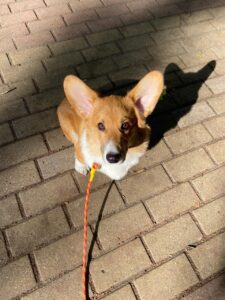 CLAN IRONHORN ALEKSANDR MAKKUIN (Шнапс) наслаждается осенней прогулкой в Курске