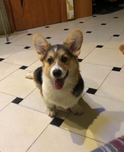 CLAN IRONHORN ANSAREM RUNOPLET (Купер) играет, щенку 4 месяца