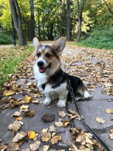 CLAN IRONHORN ANSAREM RUNOPLET (Купер), щенку 4 месяца, растёт и взрослеет