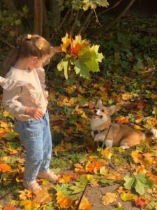 CLAN IRONHORN ADAMANT RINN (Монро) на осенней фотосессии в Иваново, щенку 6 месяцев