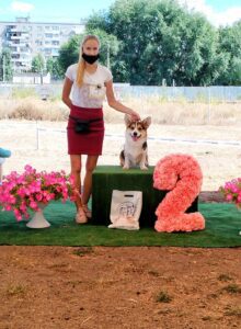 Кобель-производитель вельш корги пемброк ZELENAYA DOLINA MERCURY WINNER N/B на выставке в Воронеже, Чемпион РКФ и ЧФ ВООО Кинолог