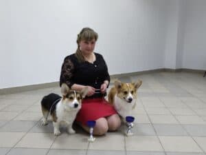 Кобель-производитель вельш корги пемброк ZELENAYA DOLINA MERCURY WINNER N/B на выставке в Волгограде, высокие результаты под руководством хендлера И. Кучкиной