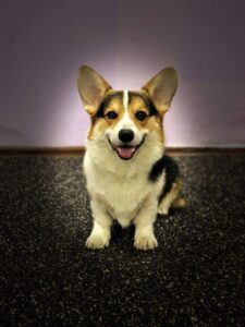 Вельш корги пемброк ZELENAYA DOLINA MERCURY WINNER N/B занимается в хендлинг зале, питомник CLAN IRONHORN