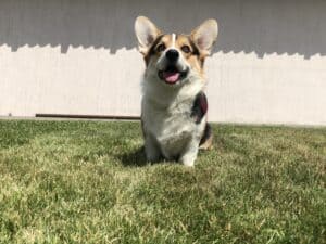 Кобель-производитель вельш корги пемброк ZELENAYA DOLINA MERCURY WINNER N/B на выставке в Воронеже, высокие результаты в классе юниоров