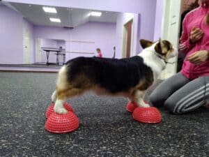 Кобель-производитель вельш корги пемброк ZELENAYA DOLINA MERCURY WINNER N/B на тренировке в хендлинг зале, питомник CLAN IRONHORN