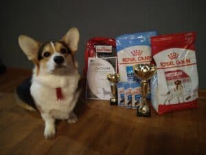 Кобель-производитель вельш корги пемброк ZELENAYA DOLINA MERCURY WINNER N/B на выставке собак в Воронеже 21.11.2020, демонстрирует выдающиеся результаты