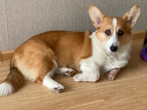 CLAN IRONHORN ARMSTRONG JAZZ, рыже-белый кобель, живёт во Владивостоке