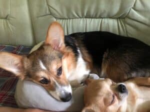 CLAN IRONHORN ANSAREM RUNOPLET (Купер) играет с котом, собаке 6 месяцев