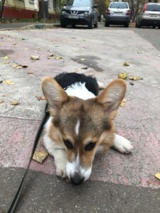 CLAN IRONHORN ANSAREM RUNOPLET (Купер) рядом с птичьей клеткой, собаке 6 месяцев