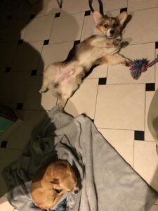 CLAN IRONHORN ANSAREM RUNOPLET (Купер) и морская свинка, собаке 6 месяцев